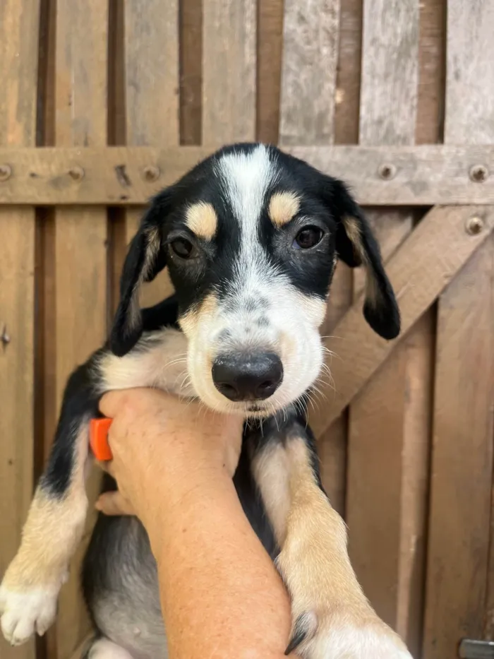 Cachorro ra a SRD-ViraLata idade 2 a 6 meses nome Nenê