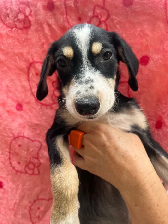 Cachorro ra a SRD-ViraLata idade 2 a 6 meses nome Nenê