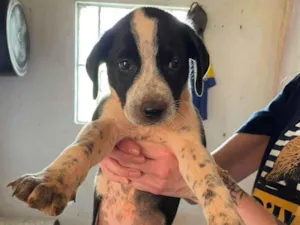 Cachorro raça SRD-ViraLata idade 2 a 6 meses nome Matheus 