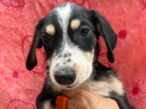 Cachorro raça SRD-ViraLata idade 2 a 6 meses nome Nenê