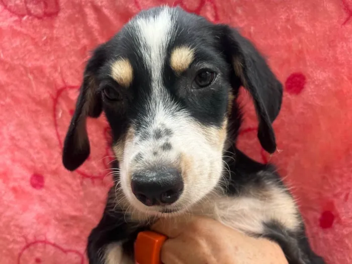 Cachorro ra a SRD-ViraLata idade 2 a 6 meses nome Nenê