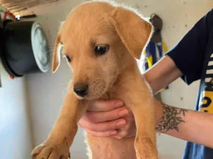 Cachorro raça SRD-ViraLata idade 2 a 6 meses nome Mia