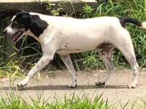 Cachorro raça SRD-ViraLata idade 4 anos nome Não sei