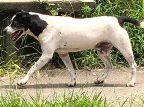 Cachorro ra a SRD-ViraLata idade 4 anos nome Não sei