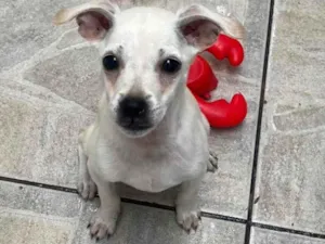 Cachorro raça SRD-ViraLata idade 2 a 6 meses nome Banzé