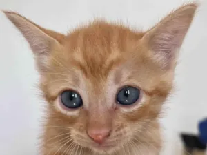 Gato raça SRD-ViraLata idade Abaixo de 2 meses nome Tony