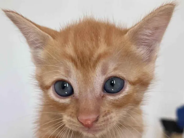 Gato ra a SRD-ViraLata idade Abaixo de 2 meses nome Tony