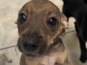 Cachorro raça SRD-ViraLata idade 2 a 6 meses nome Bee