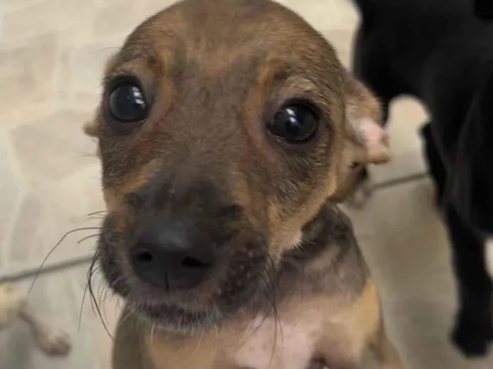 Cachorro ra a SRD-ViraLata idade 2 a 6 meses nome Bee