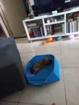Neguinho