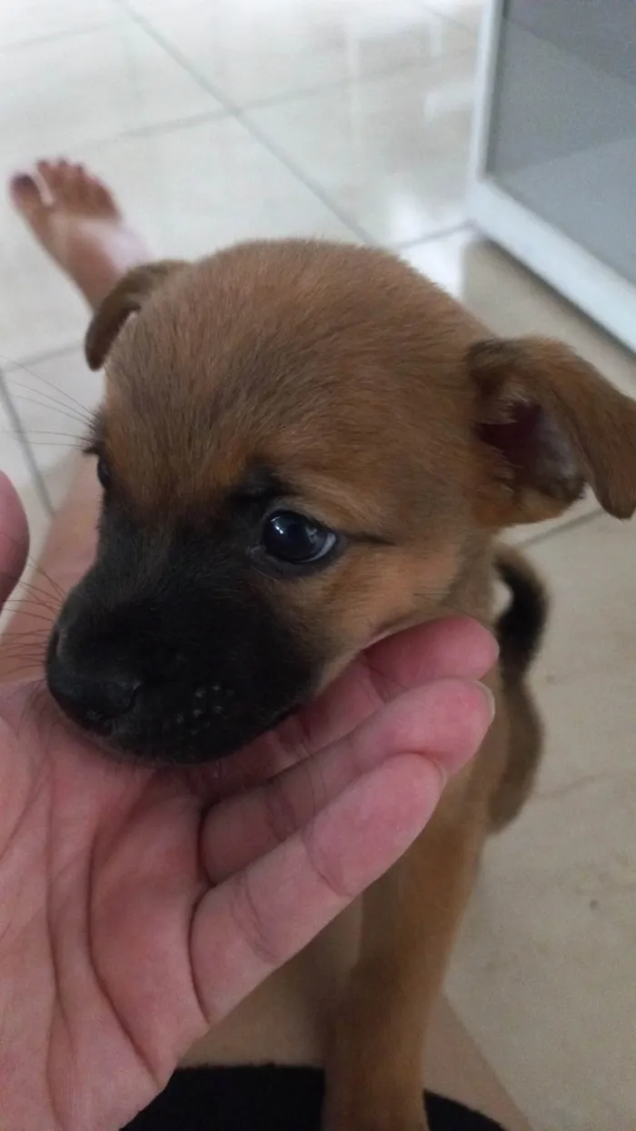 Cachorro ra a SRD idade Abaixo de 2 meses nome Neguinho