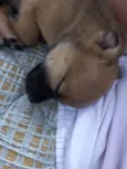 Neguinho
