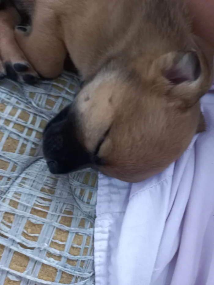Cachorro ra a SRD idade Abaixo de 2 meses nome Neguinho