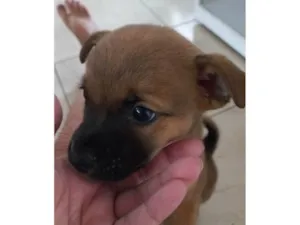 Cachorro raça SRD idade Abaixo de 2 meses nome Neguinho