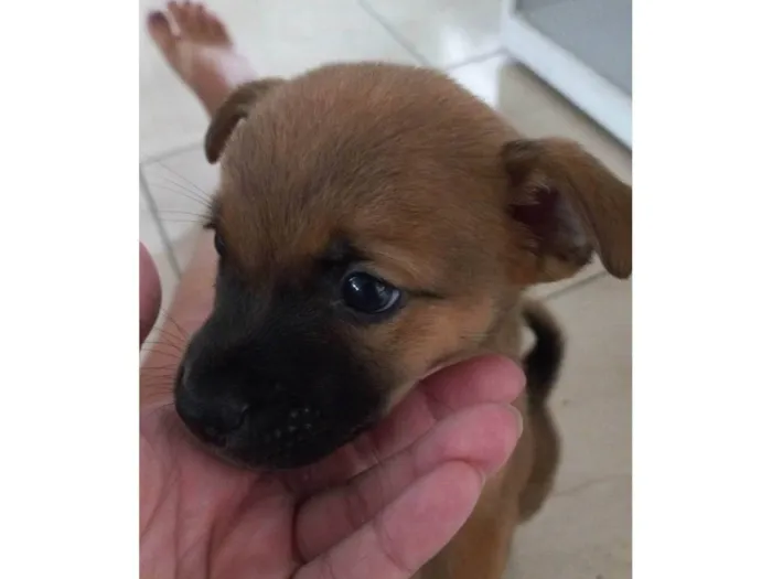 Cachorro ra a SRD idade Abaixo de 2 meses nome Neguinho