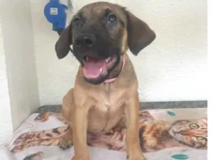 Cachorro raça SRD-ViraLata idade 2 a 6 meses nome Pedrita