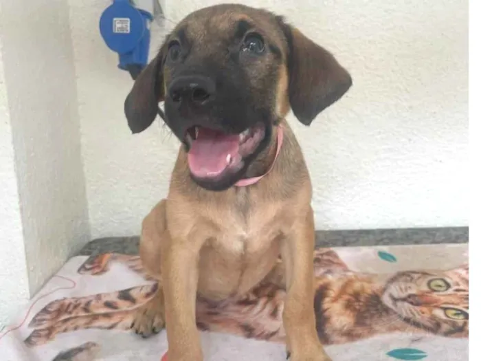 Cachorro ra a SRD-ViraLata idade 2 a 6 meses nome Pedrita