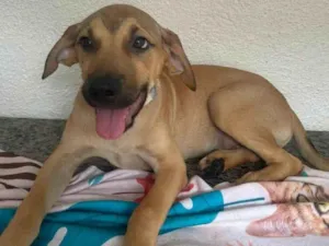 Cachorro raça SRD-ViraLata idade 2 a 6 meses nome Dino 