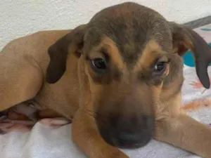 Cachorro raça SRD-ViraLata idade 2 a 6 meses nome Tico 