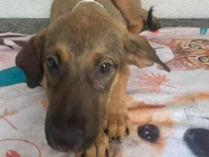 Cachorro raça SRD-ViraLata idade 2 a 6 meses nome Teco 