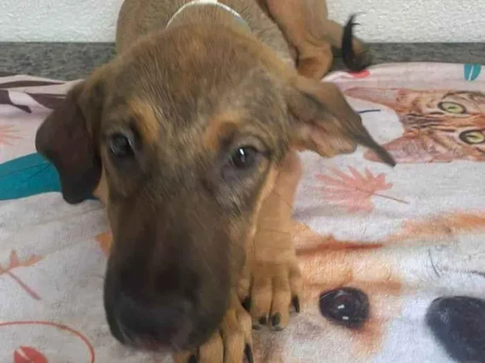 Cachorro ra a SRD-ViraLata idade 2 a 6 meses nome Teco 