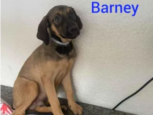 Cachorro raça SRD-ViraLata idade 2 a 6 meses nome Barney 