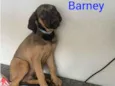 Barney