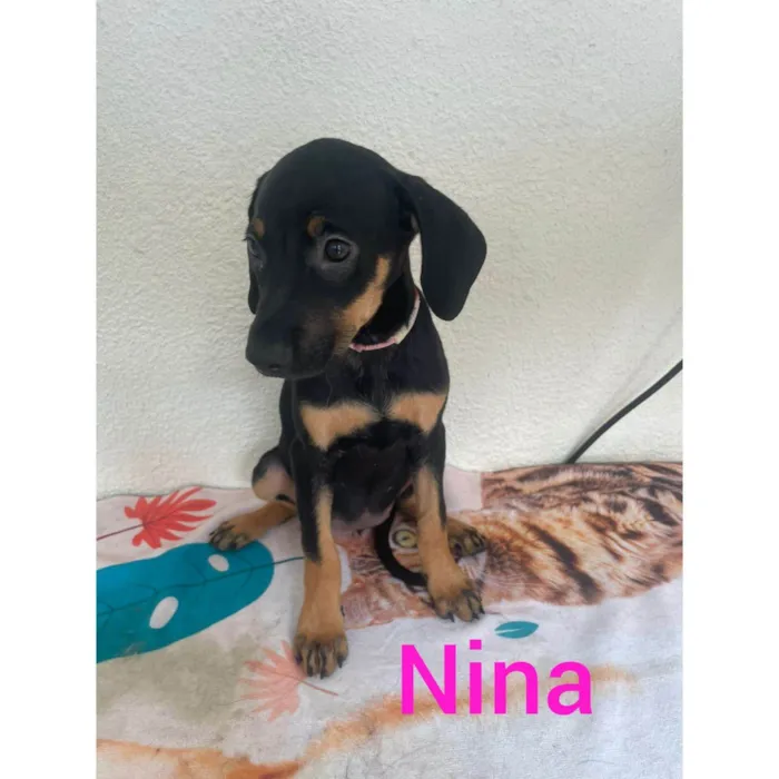 Cachorro ra a SRD-ViraLata idade 2 a 6 meses nome Nina