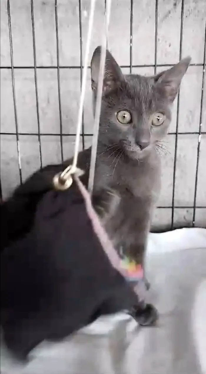 Gato ra a SRD-ViraLata idade 2 a 6 meses nome Siya
