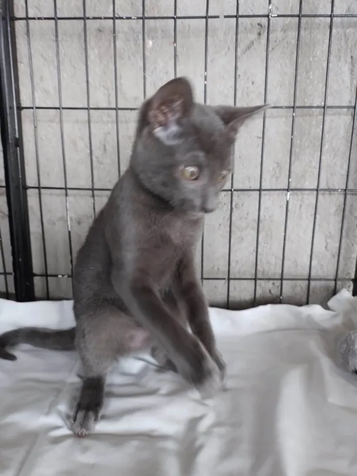 Gato ra a SRD-ViraLata idade 2 a 6 meses nome Siya