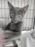 Siya