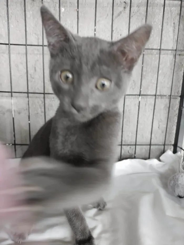 Gato ra a SRD-ViraLata idade 2 a 6 meses nome Siya