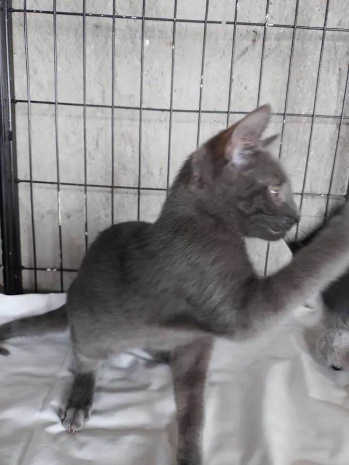 Gato ra a SRD-ViraLata idade 2 a 6 meses nome Siya