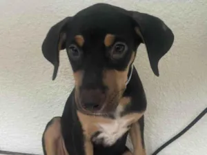 Cachorro raça SRD-ViraLata idade 2 a 6 meses nome Luck 