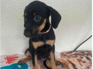 Cachorro raça SRD-ViraLata idade 2 a 6 meses nome Nina