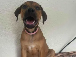 Cachorro raça SRD-ViraLata idade 2 a 6 meses nome Donna