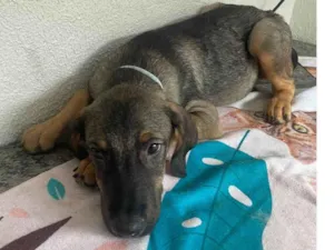Cachorro raça SRD-ViraLata idade 2 a 6 meses nome Happy