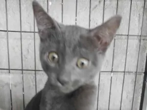 Gato raça SRD-ViraLata idade 2 a 6 meses nome Siya