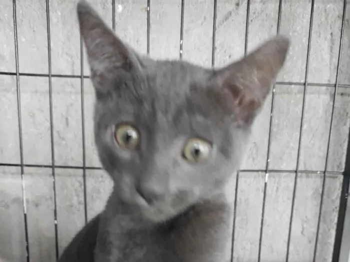 Gato ra a SRD-ViraLata idade 2 a 6 meses nome Siya