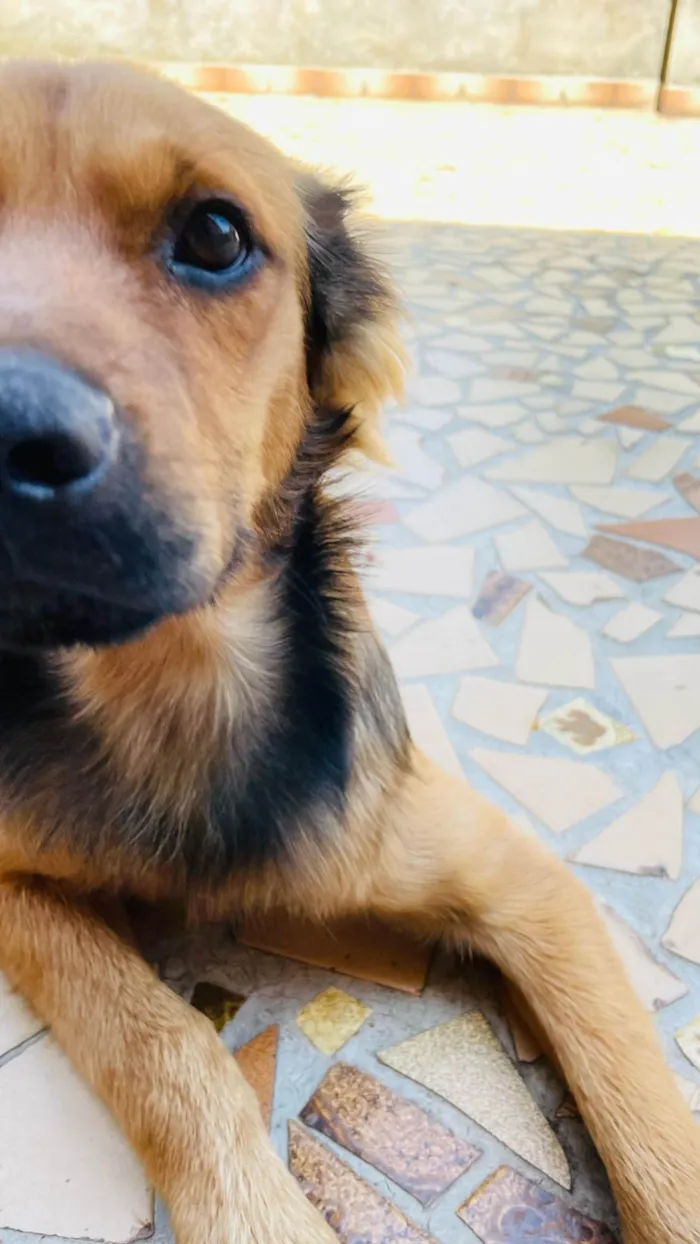 Cachorro ra a SRD-ViraLata idade 7 a 11 meses nome Apollo