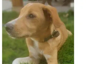 Cachorro raça SRD-ViraLata idade 2 a 6 meses nome CLEYTINHO
