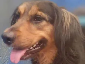 Cachorro raça SRD-ViraLata idade 2 anos nome MAYA