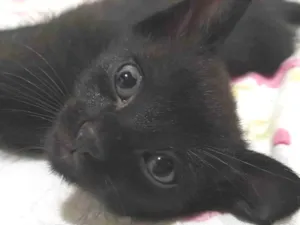 Gato raça vira-lata  idade 2 a 6 meses nome Batman, Pingu, Charada