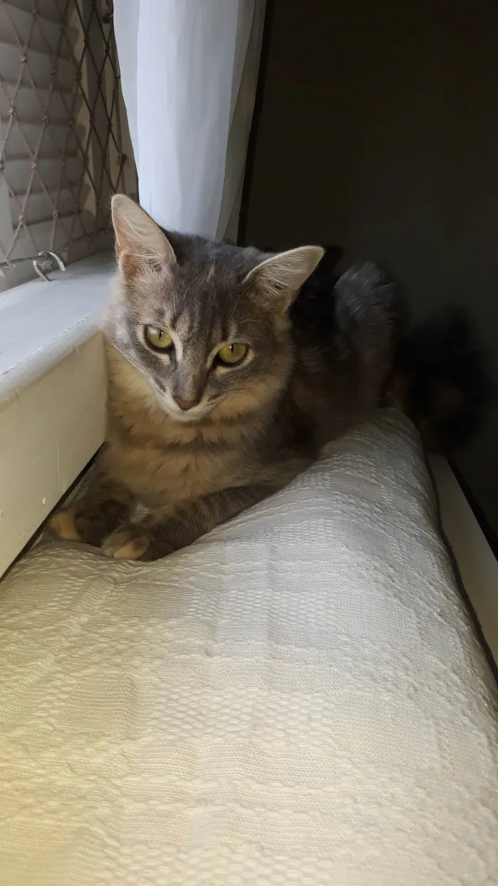 Gato ra a SRD-ViraLata idade 7 a 11 meses nome Bebel
