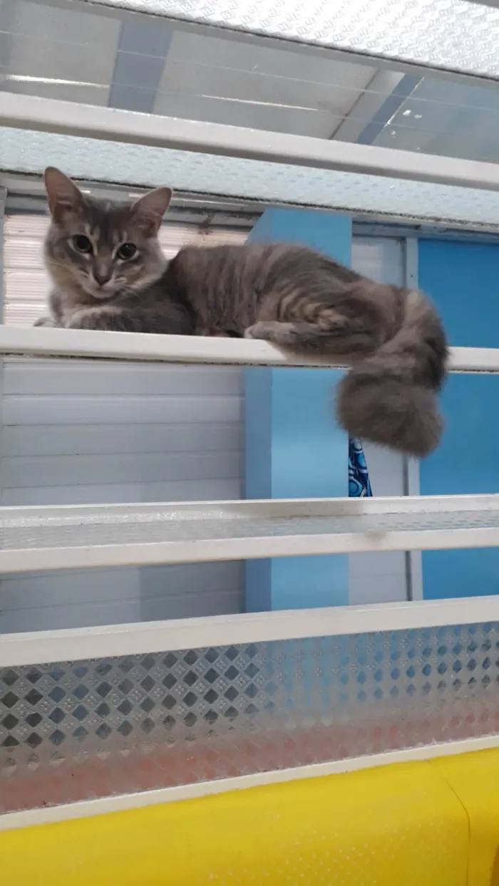 Gato ra a SRD-ViraLata idade 7 a 11 meses nome Bebel