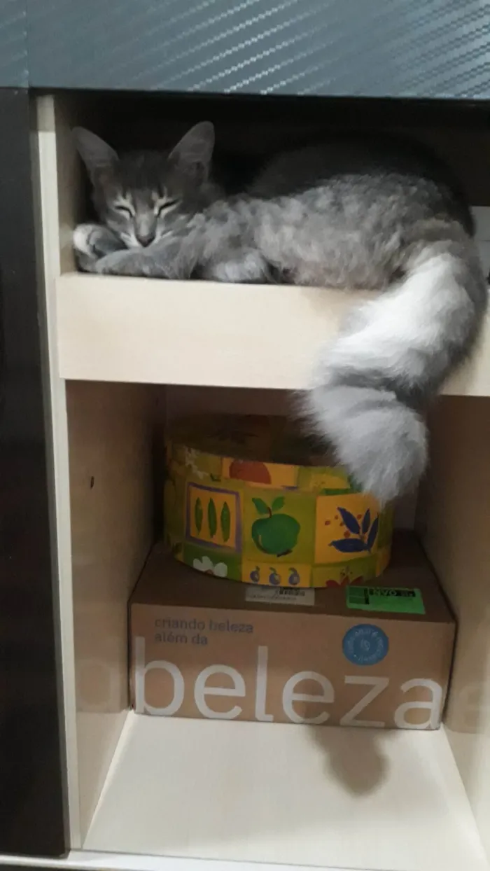Gato ra a SRD-ViraLata idade 7 a 11 meses nome Bebel