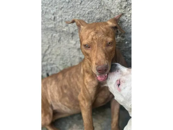 Cachorro ra a Mestiça de pitbull idade 7 a 11 meses nome Pantera