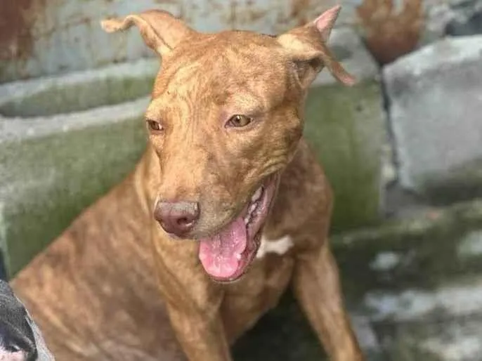 Cachorro ra a Mestiça de pitbull idade 7 a 11 meses nome Pantera