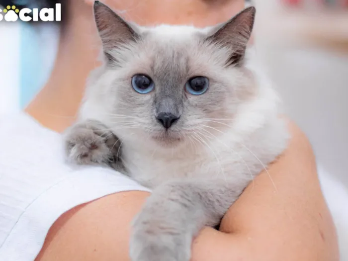 Gato ra a SRD-ViraLata idade 7 a 11 meses nome Pamela