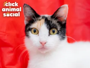 Gato raça SRD-ViraLata idade 2 anos nome MELANIE